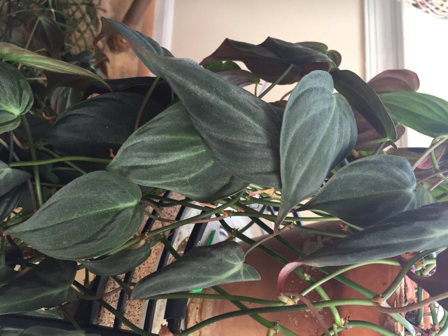 Филодендрон Санта Леопольдина