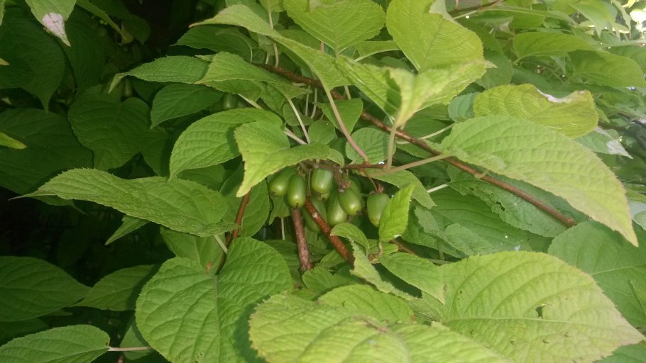 Актинидия доктор шимановский