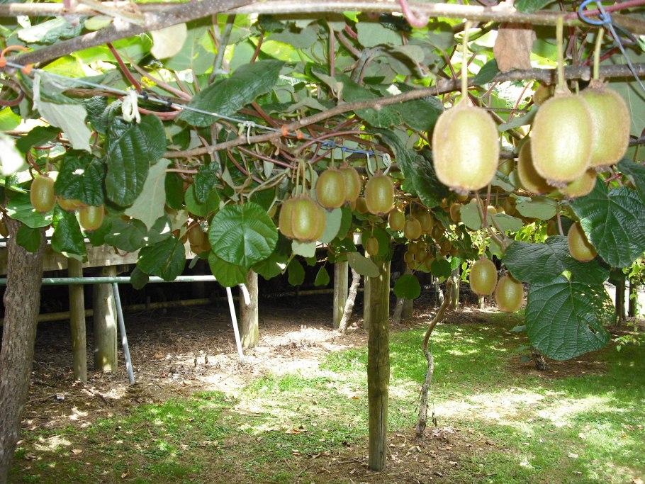 Киви дерево