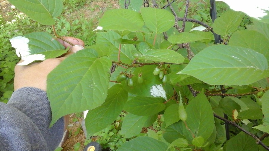 Актинидия доктор шимановский