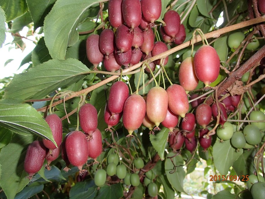 Лиана киви актинидия