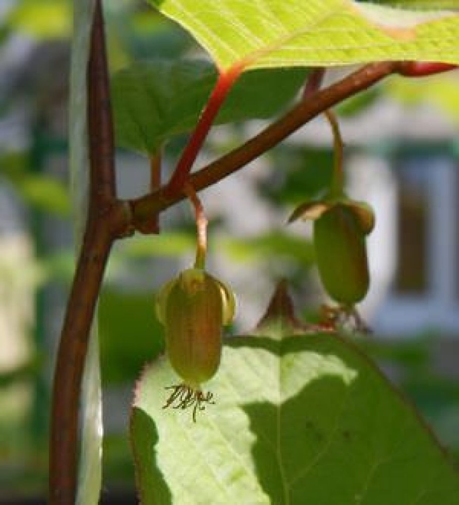 Актинидия коломикта (actinidia kolomikta)
