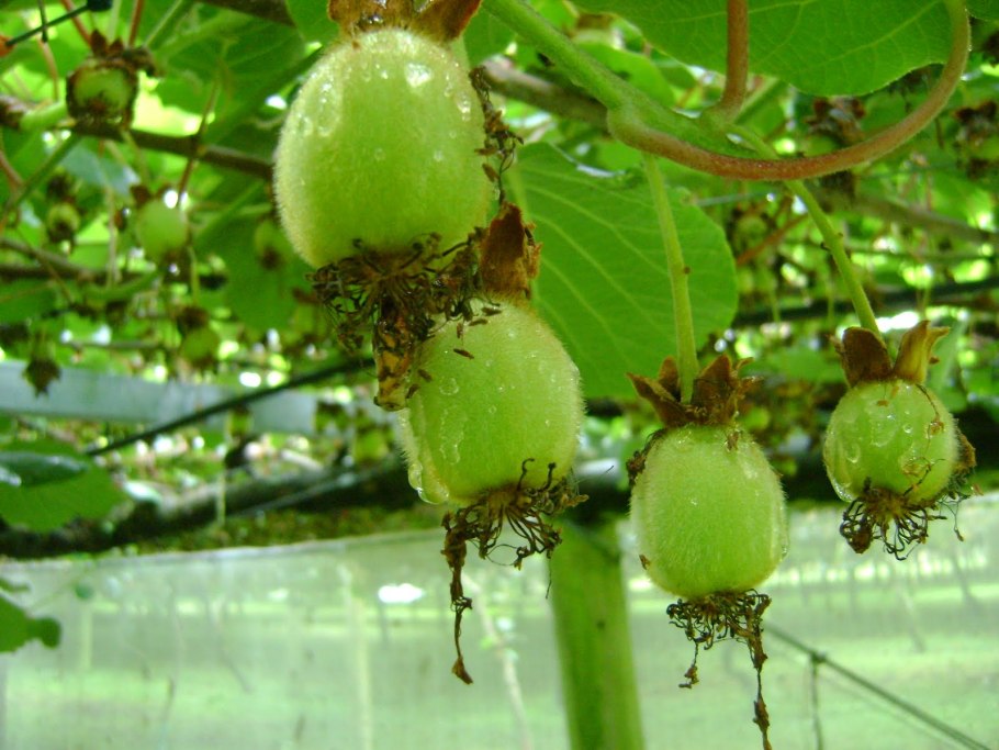 Актинидия байерн киви