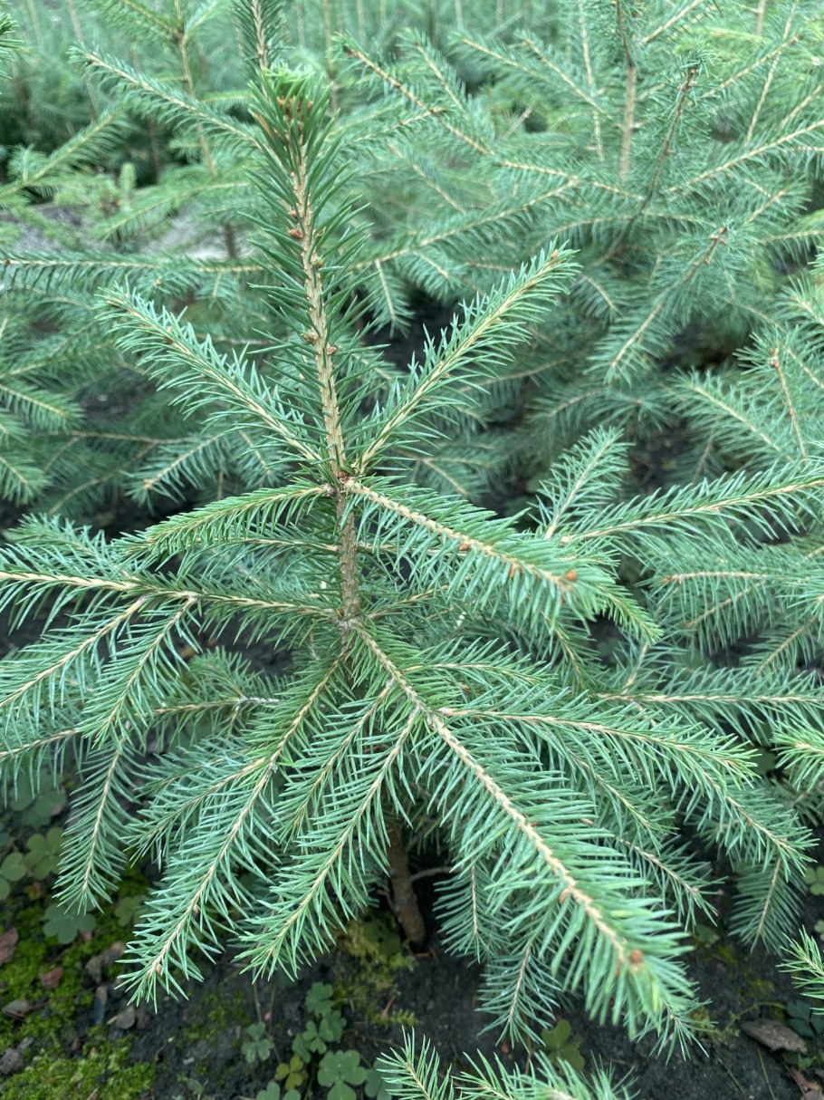 Ель искусственная Престиж 230см