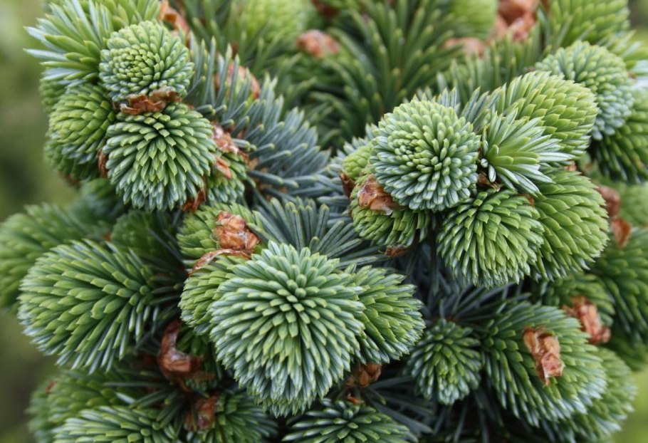 Picea pungens Bialobok