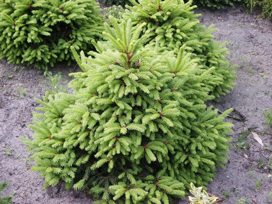 Picea abies ohlendorffii