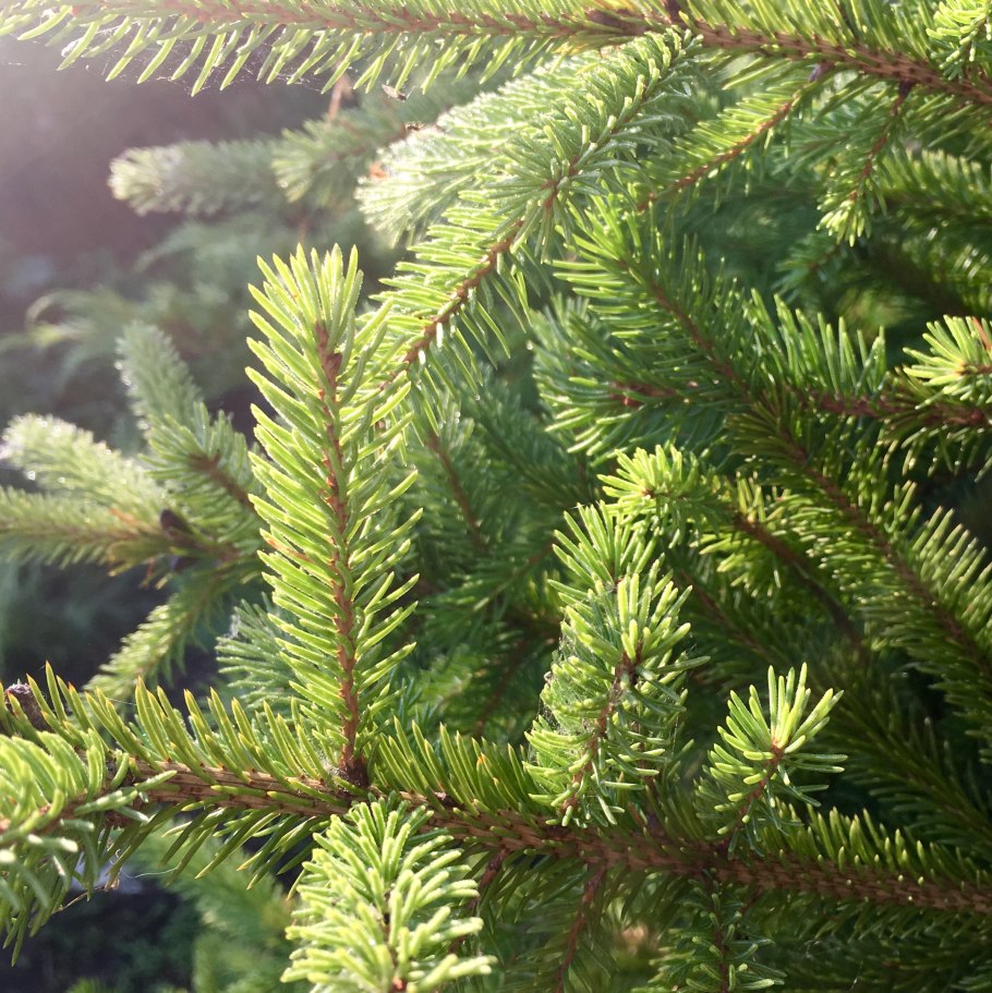 Хвоя ель шренка