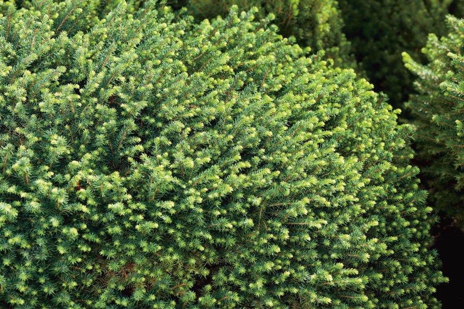 Пихта бальзамическая шишки