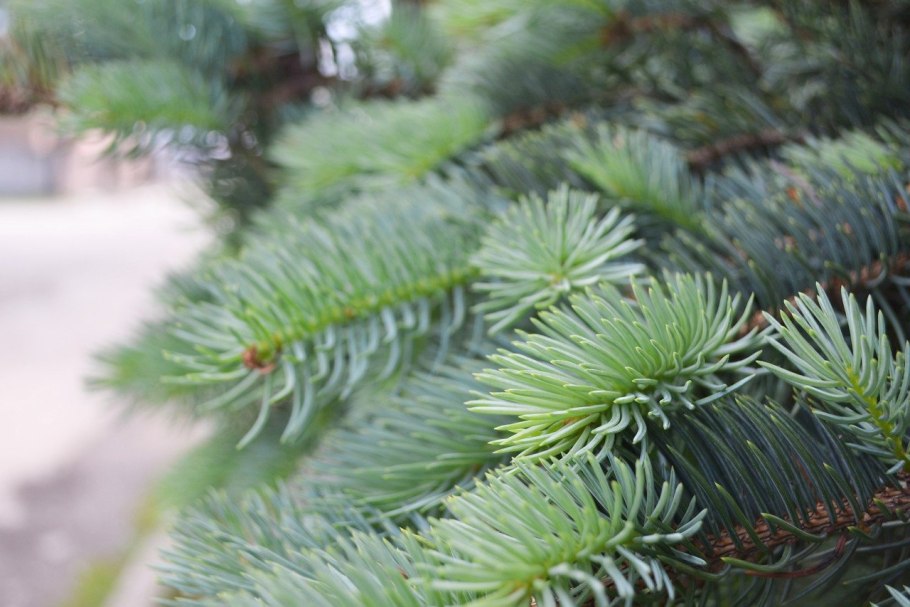 Triumph Tree искусственные сосны