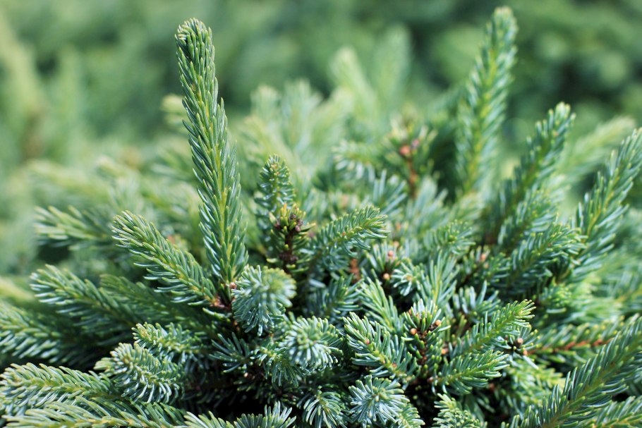 Ель Abies Koreana