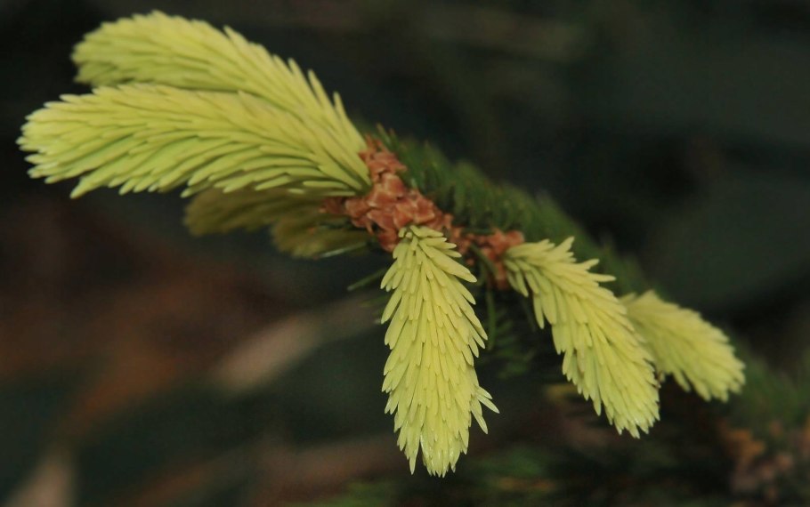 Массив ситхинской ели