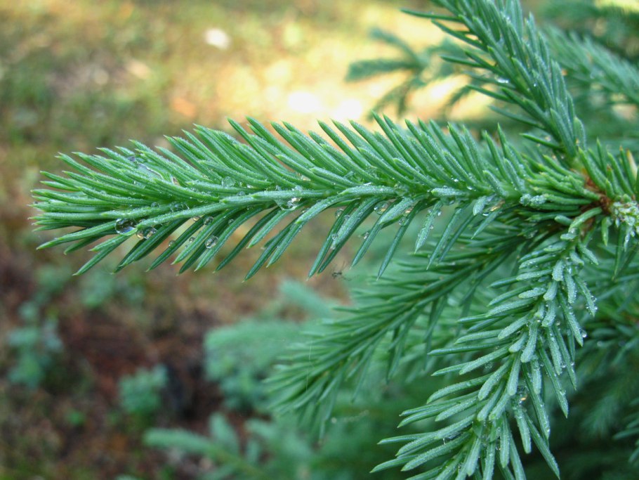 Ель сибирская хвоинки