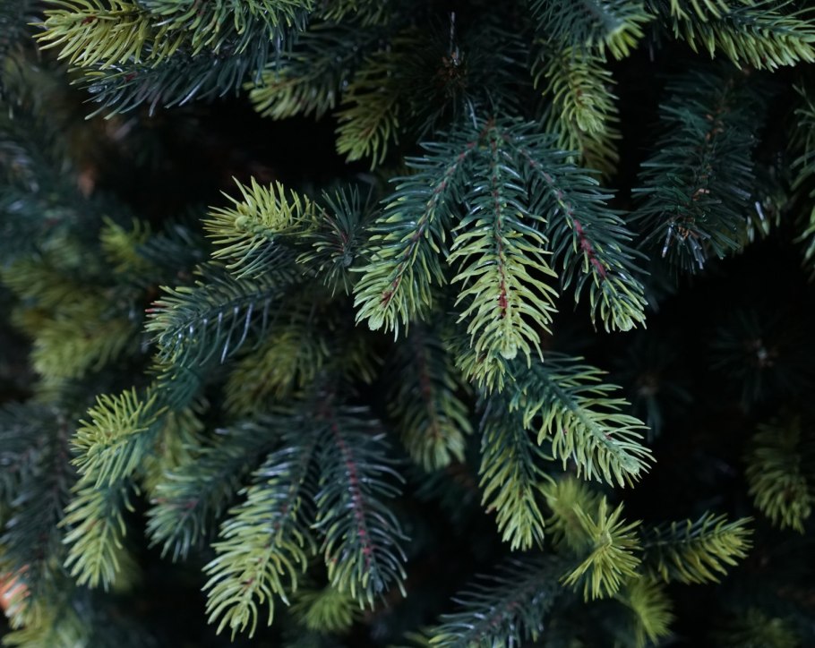 Ель колючая голубая Глаука Глобоза