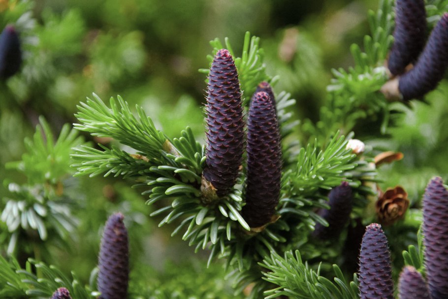 Пихта Абиес Кореана