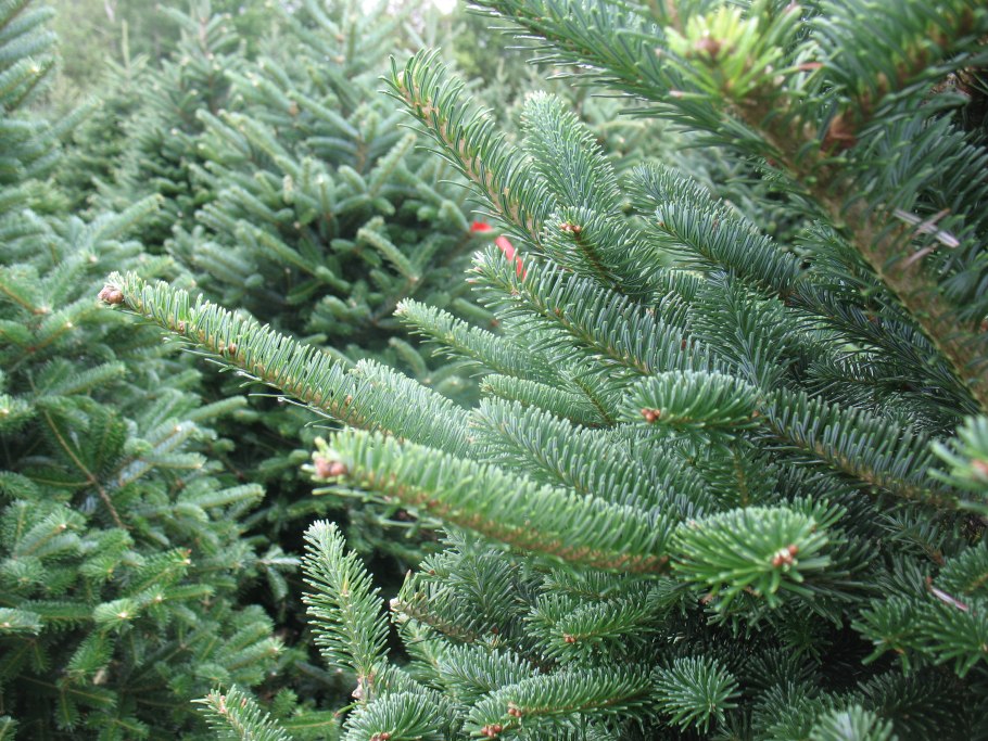 Пихта нордмана