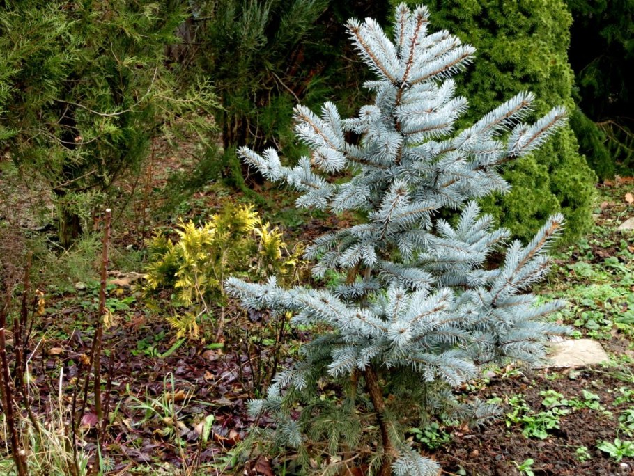 National Tree Company ель Эверест 1.52