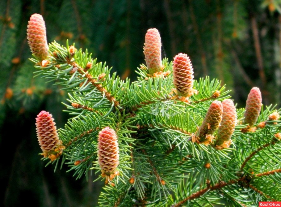 Ель обыкновенная Форманек