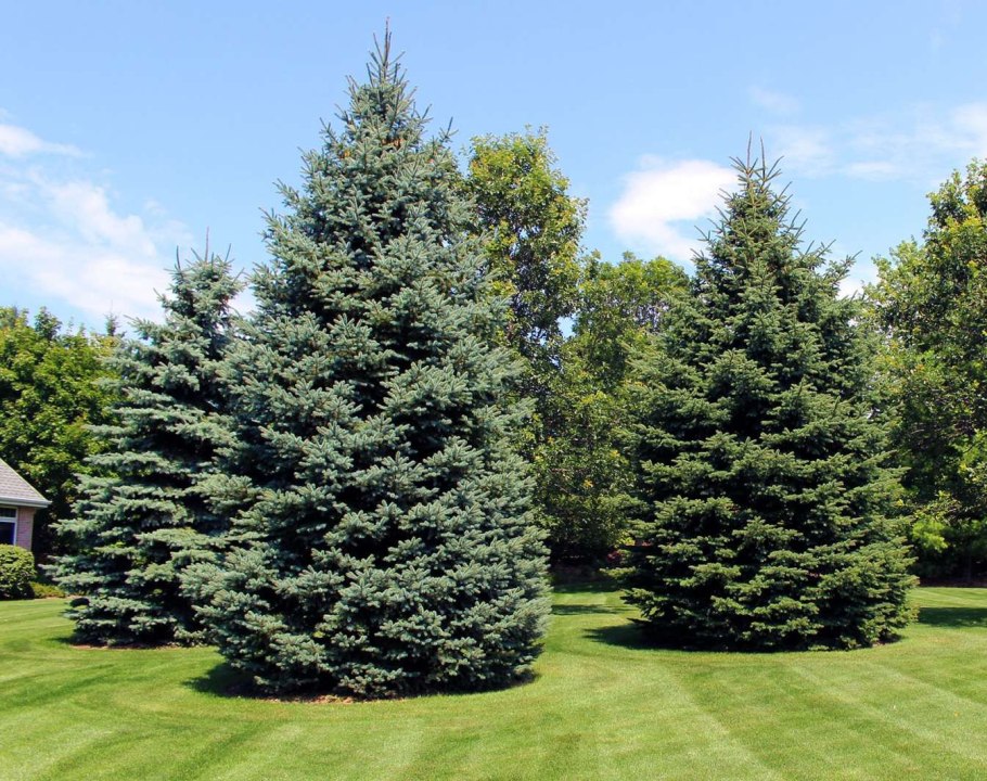 Ель колючая picea pungens