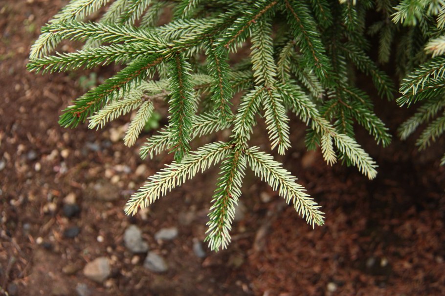 Пихта Абиес Кореана