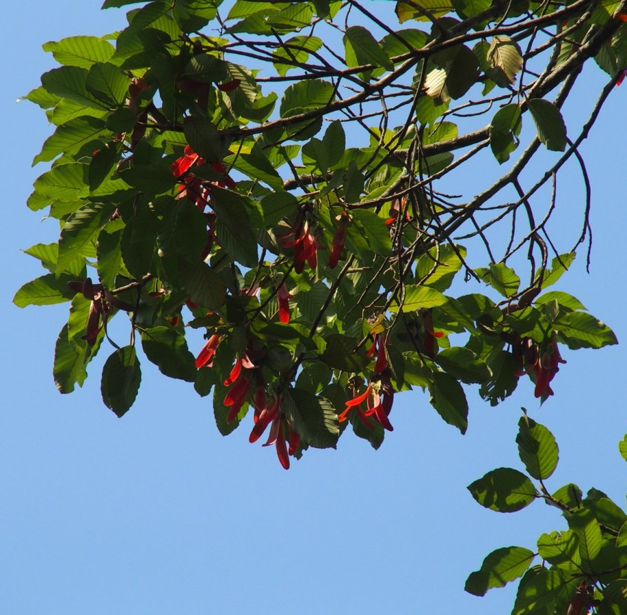 Диптерокарпус дерево
