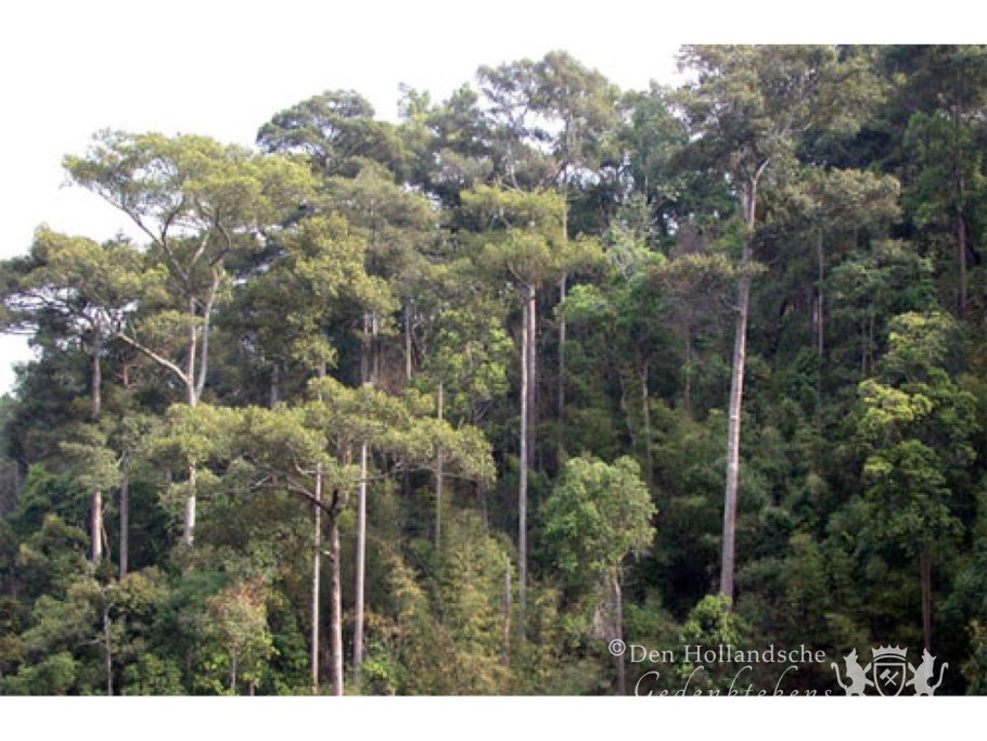 Shorea robusta дерево