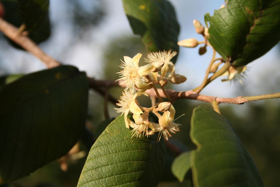 Двукрылоплодниковые (Dipterocarpaceae)