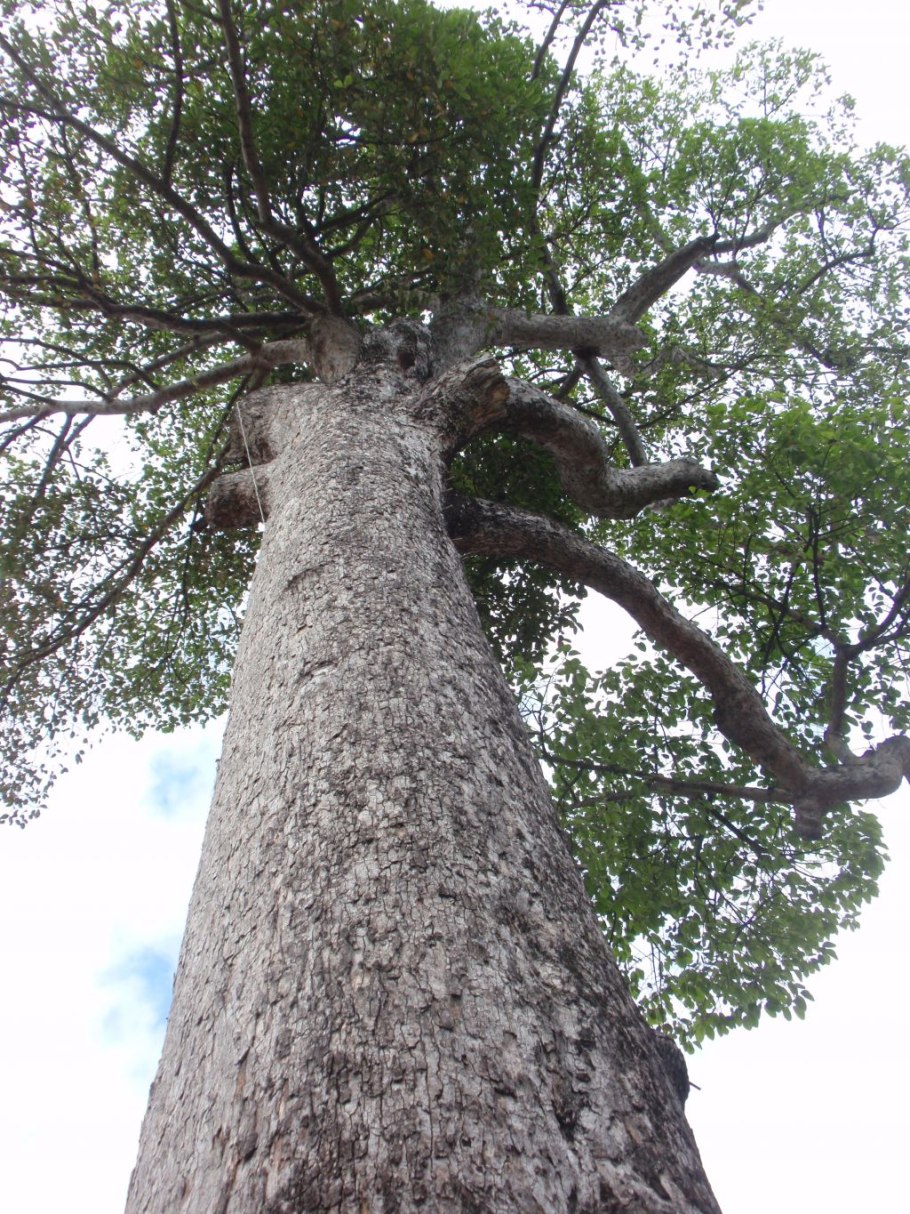 Диптерокарпус дерево