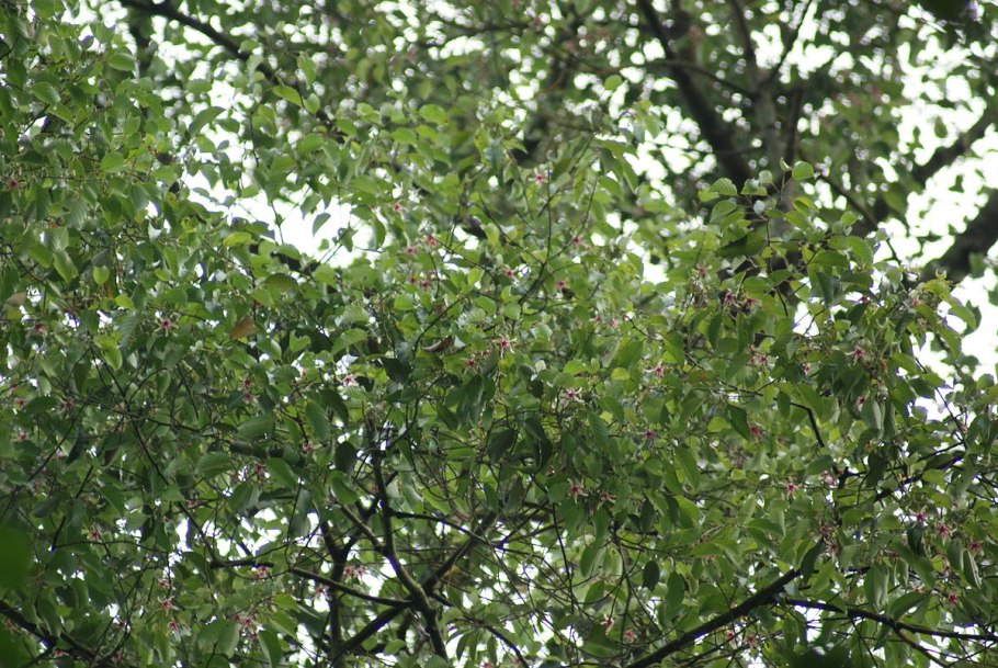 Dipterocarpus alatus Tree