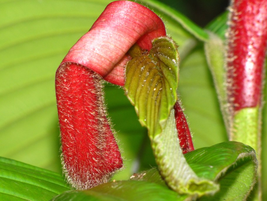 Ватерия индийская (Vateria) (семейство диптерокарповые)