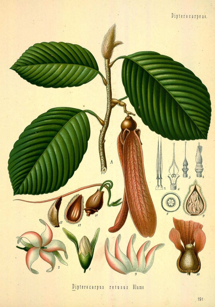 Dipterocarpus turbinatus