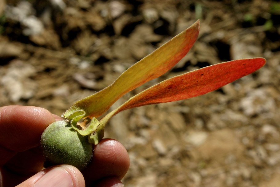 Dipterocarpus lamellatus
