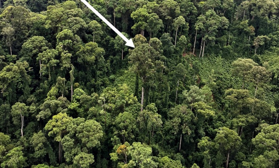 Цветок Тайланда Sphaerocoryne affinis рисунок