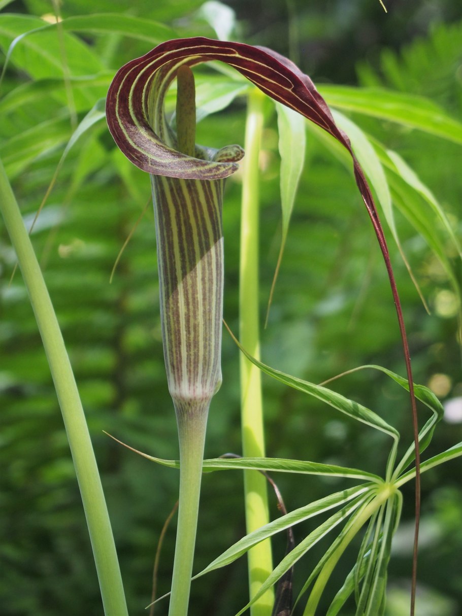 Jack in the pulpit