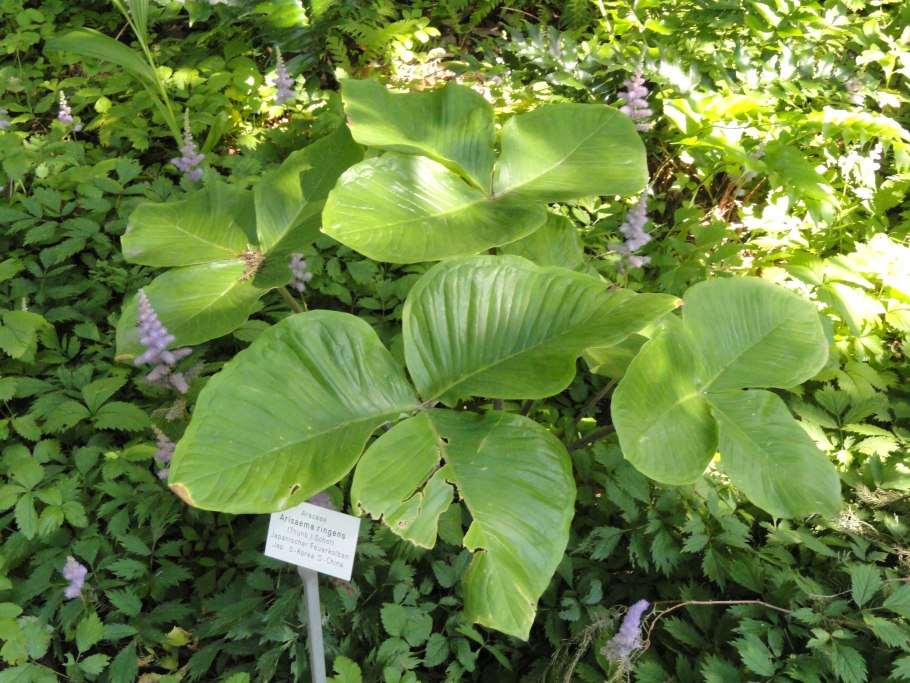 Arisaema ringens