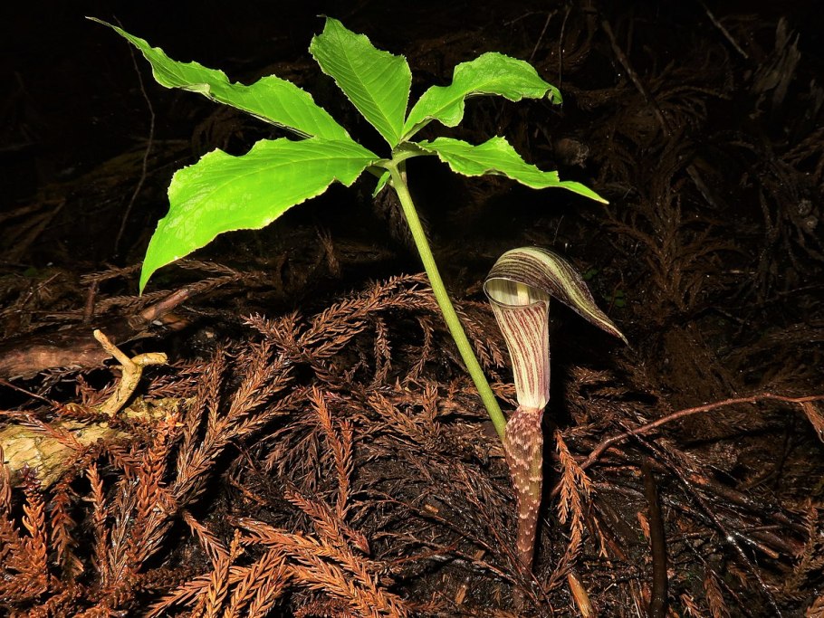 Аризема Вильсона