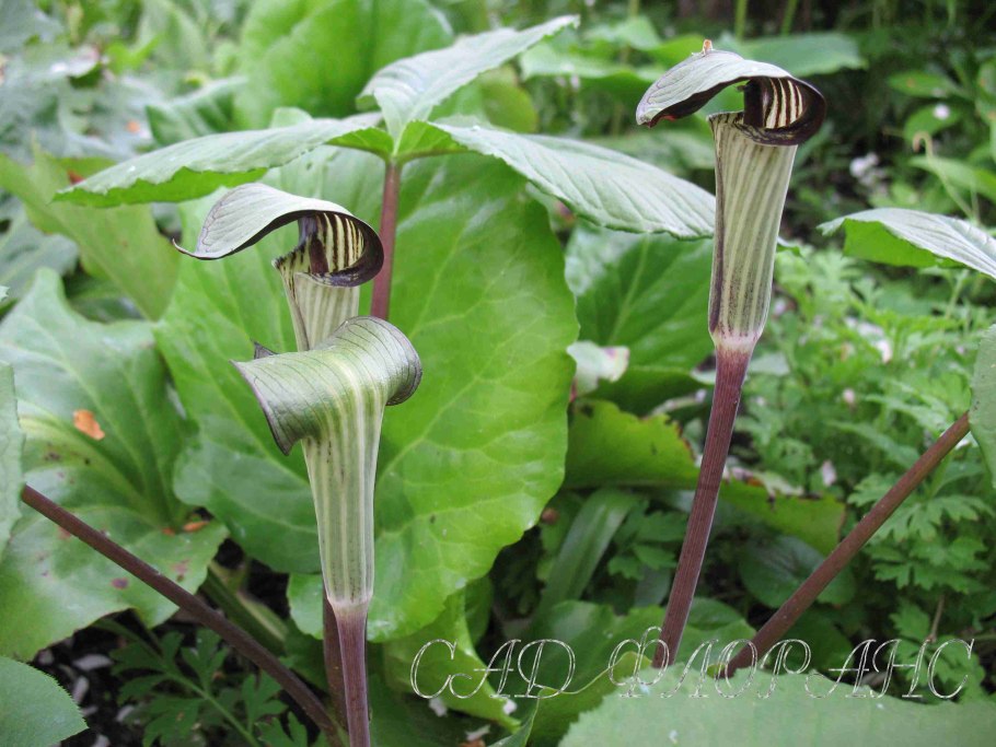 Аризема в ландшафтном дизайне