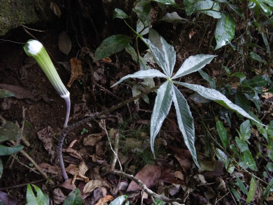 Аризема красноватая