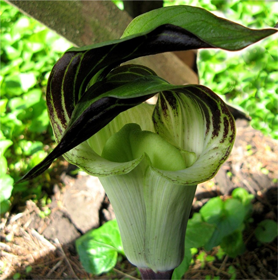 Аризема амурская (arisaema amurense)