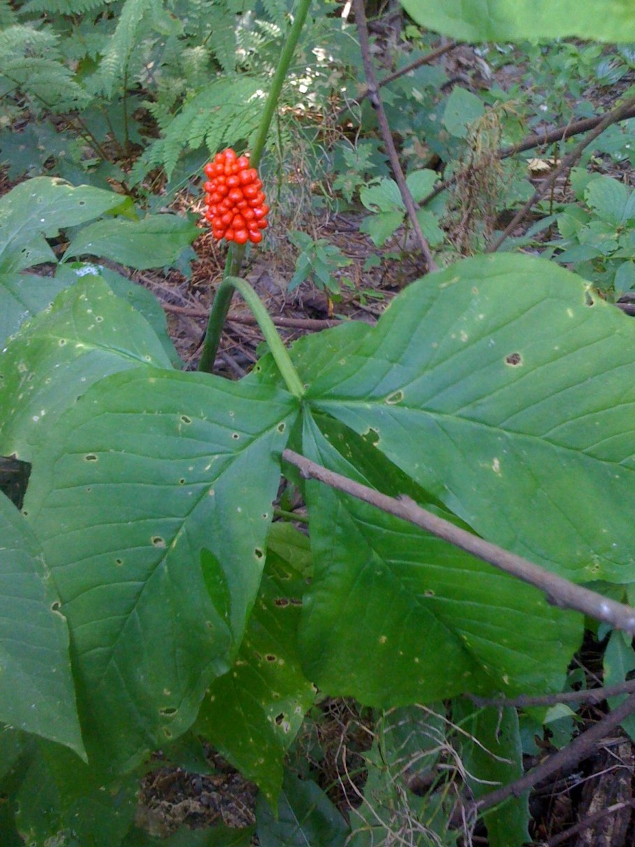 Аризема амурская ягоды