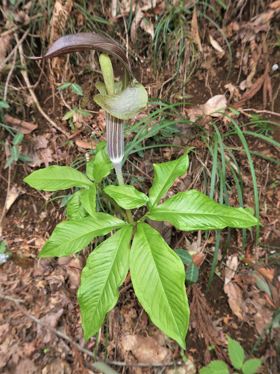 Аризема белоснежнейшая