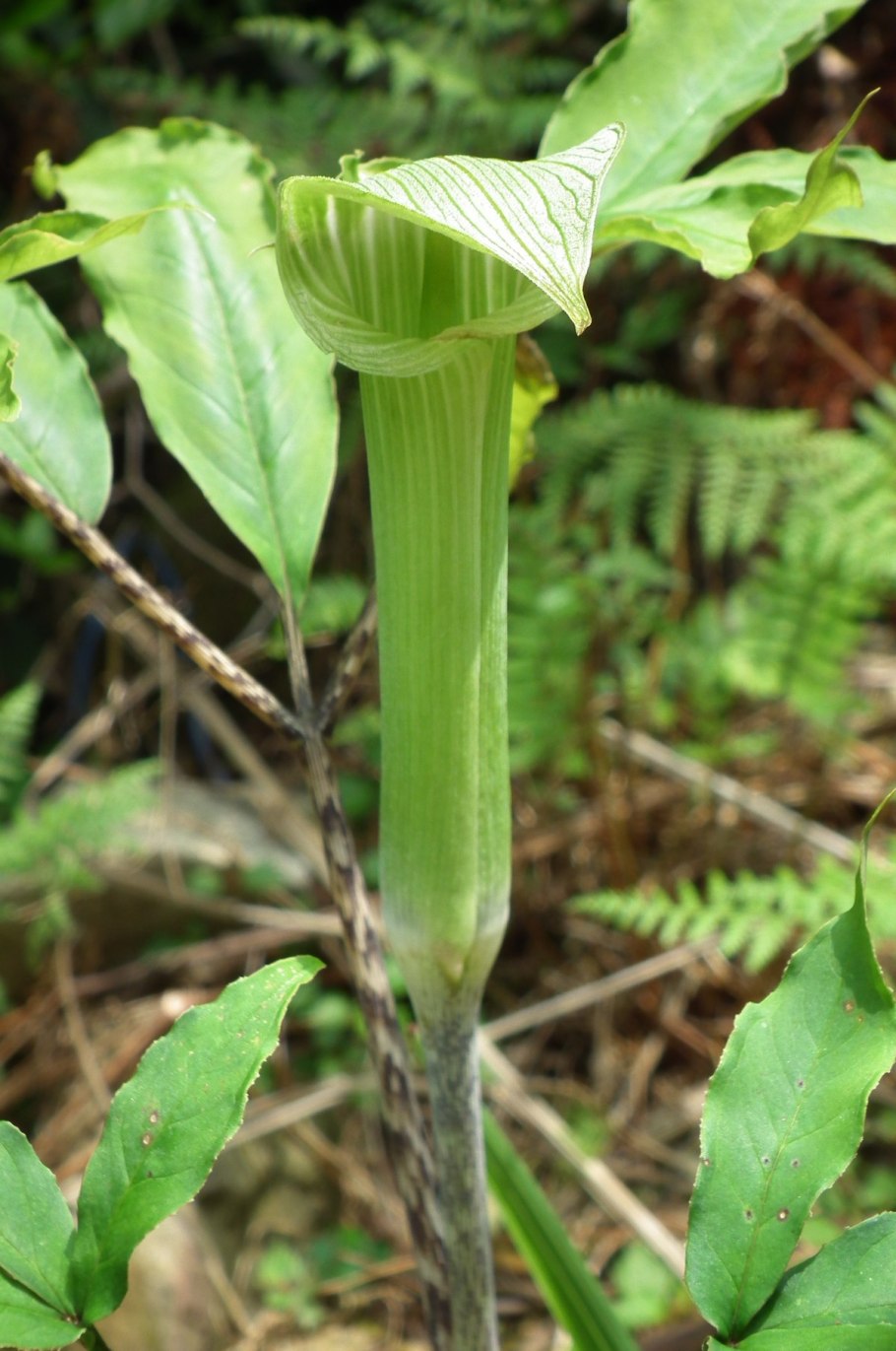 Аризема амурская (arisaema amurensis