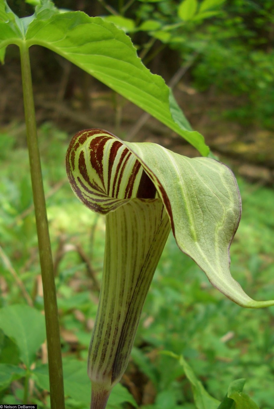 Аронник maculatum