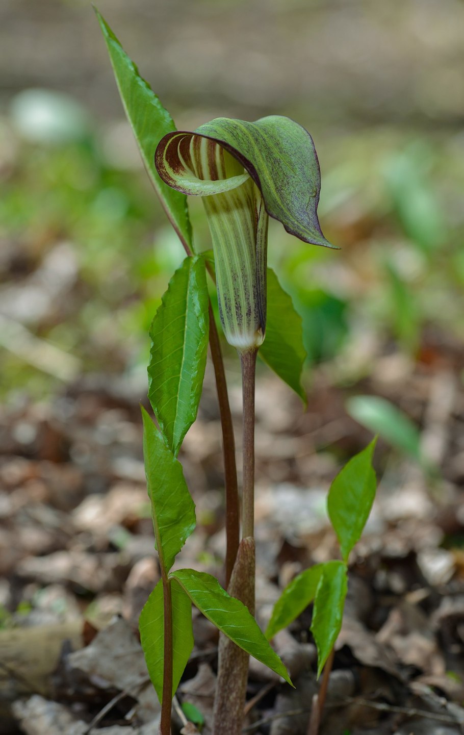 Арум трифиллум