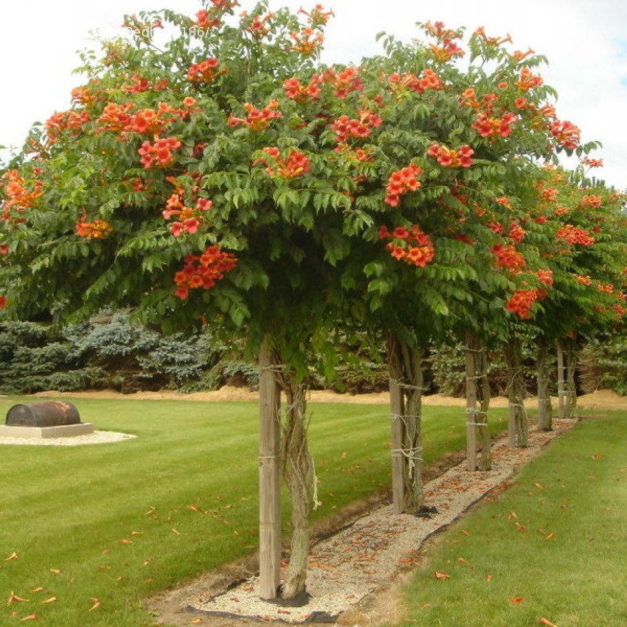 Кампсис укореняющийся