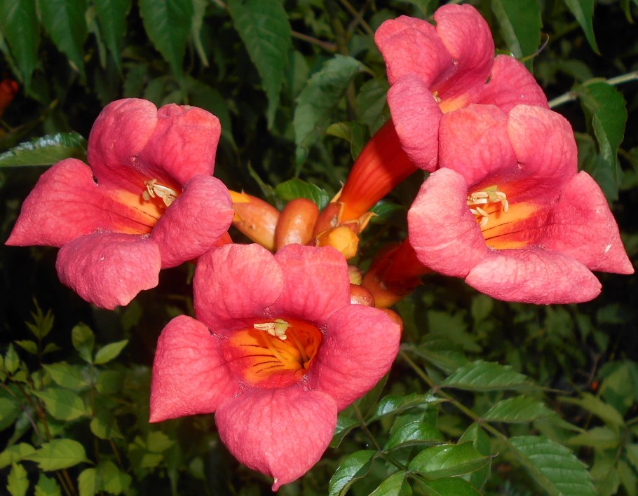 Лиана текома кампсис