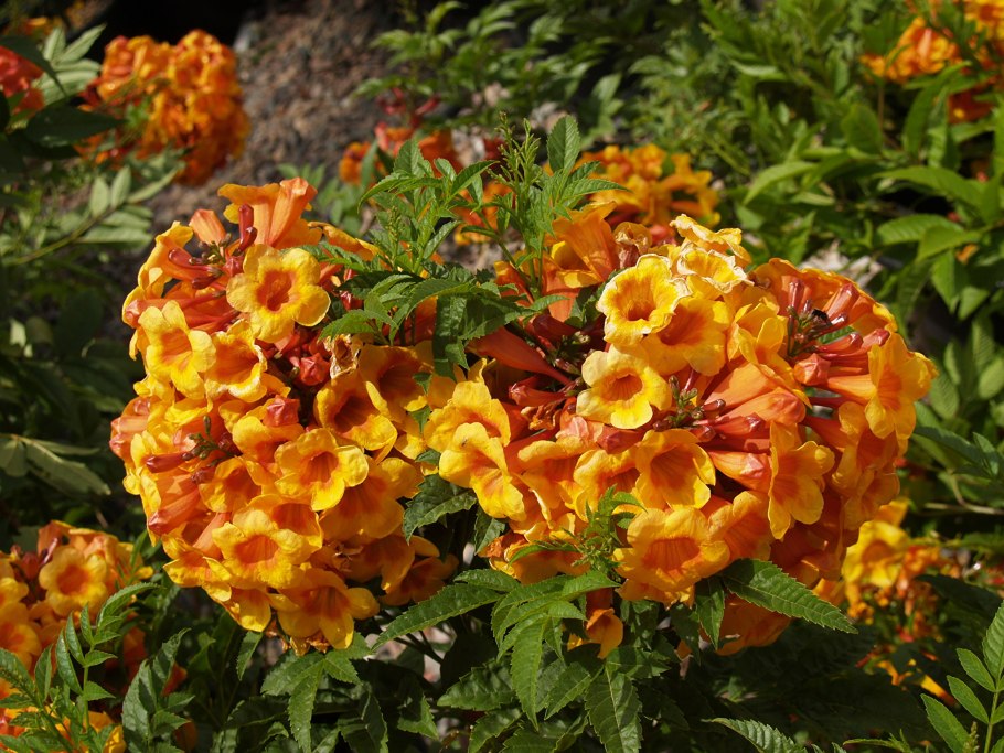 Campsis radicans (кампсис)