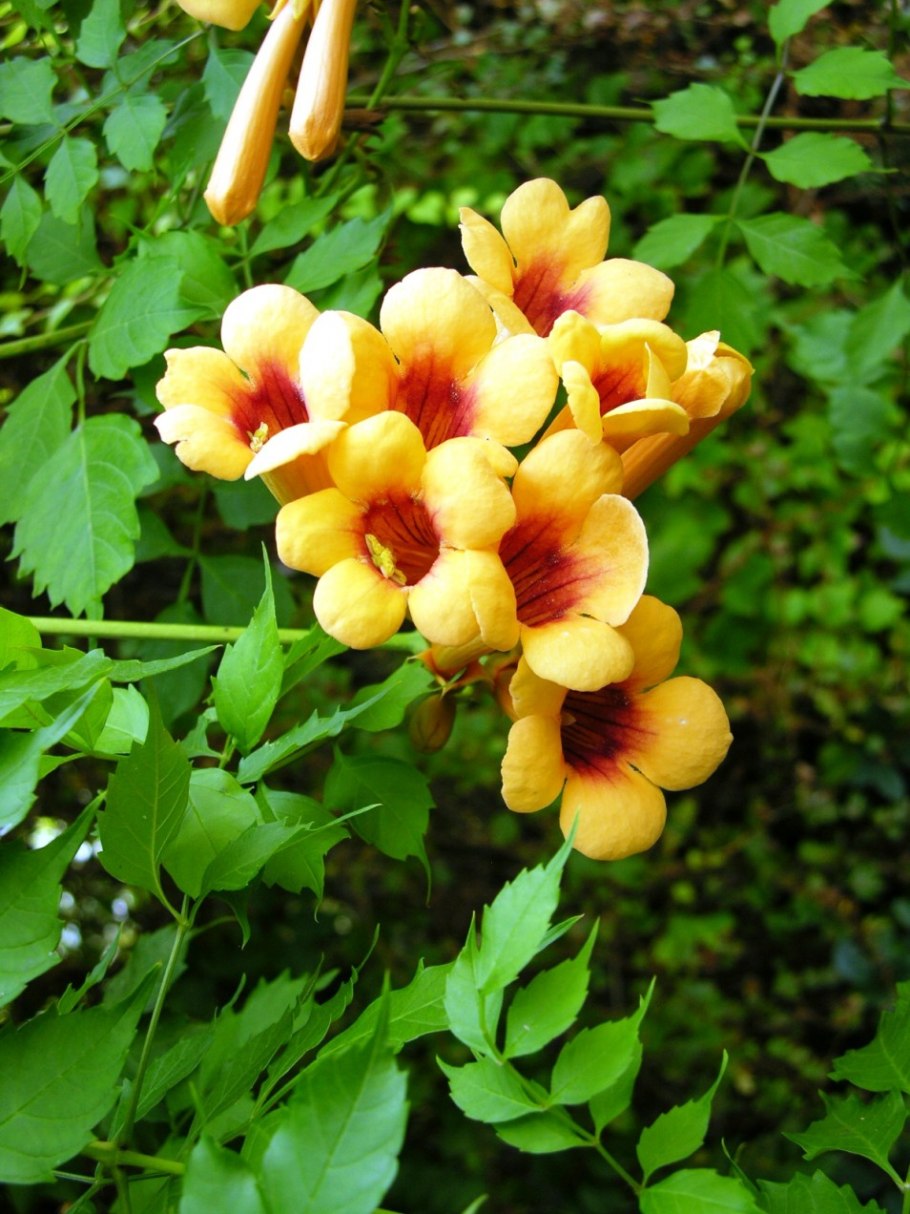 Кампсис укореняющийся