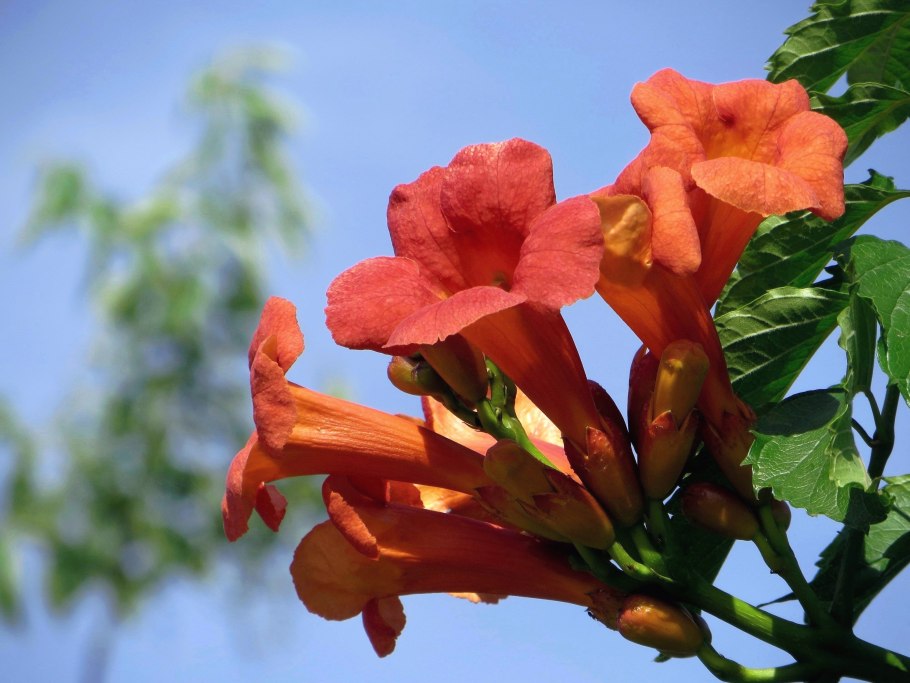 Кампсис укореняющийся Габор