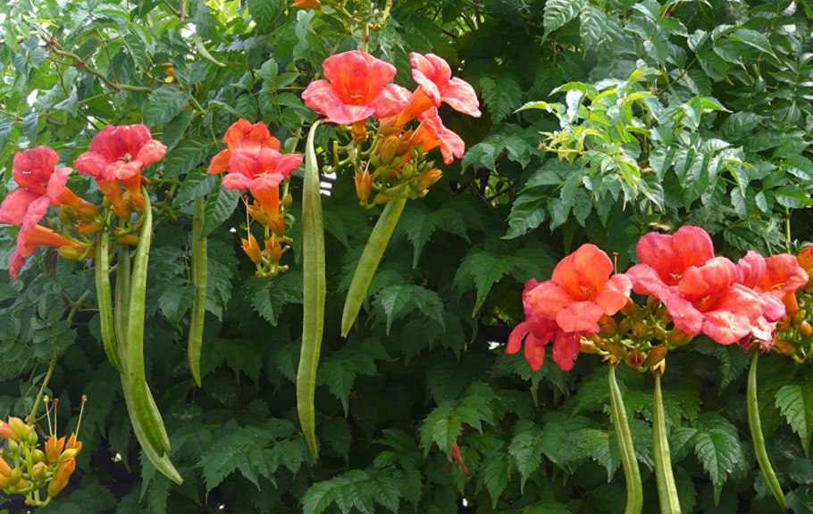 Текома кампсис