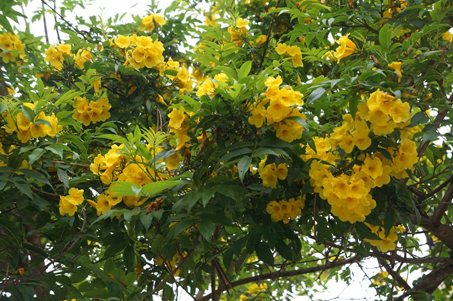 Кампсис лиана